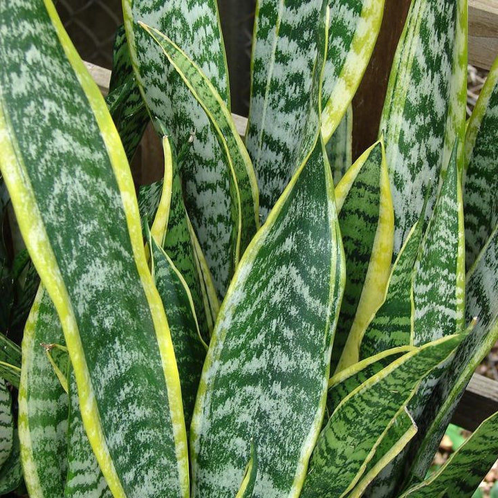 Green Snake Plant Seeds for Planting - 100 pcs