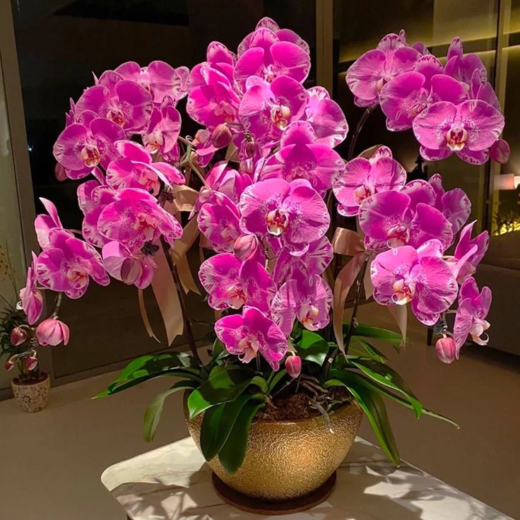 orange orchid flower seeds