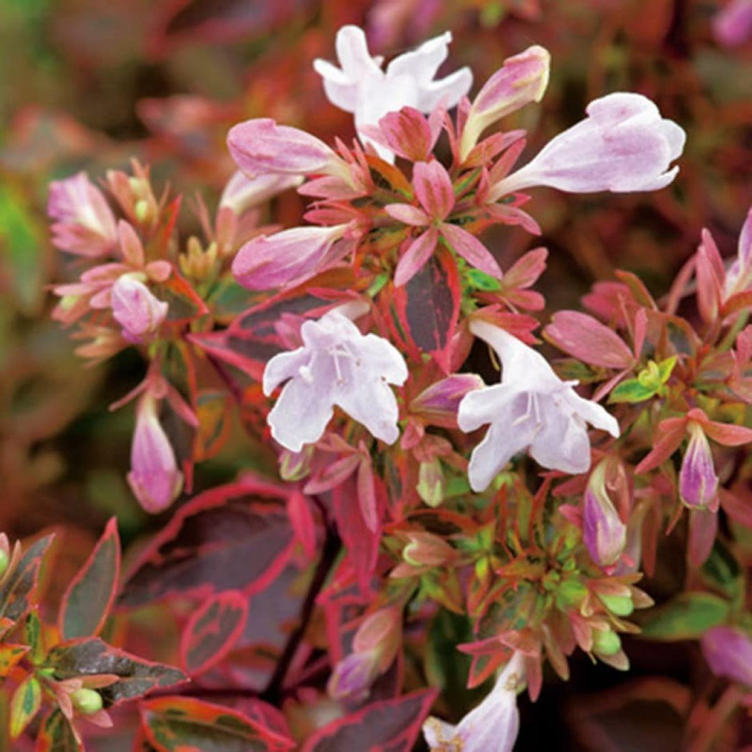 red heirloom flower seeds