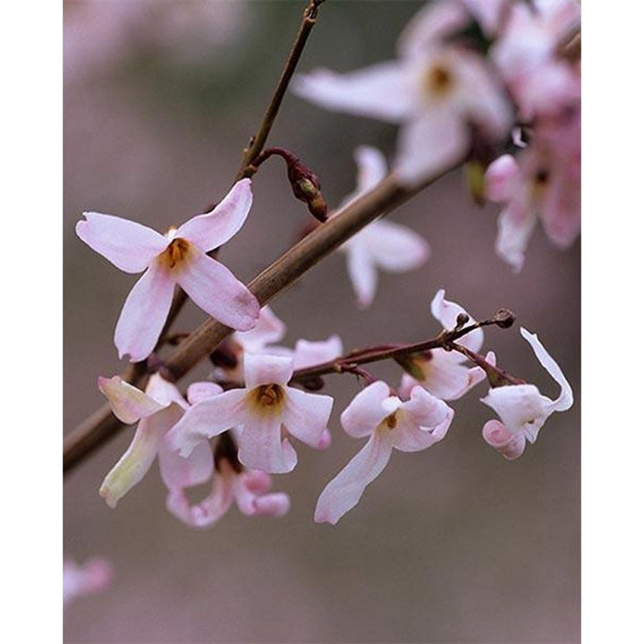 Pink Trifoliate Forsythia frø til udplantning, 100 stk