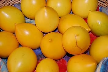 Abiu Fruit Seeds for Planting