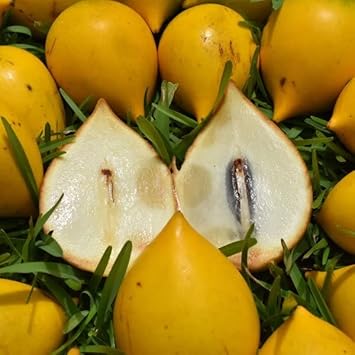 Abiu Fruit Seeds for Planting