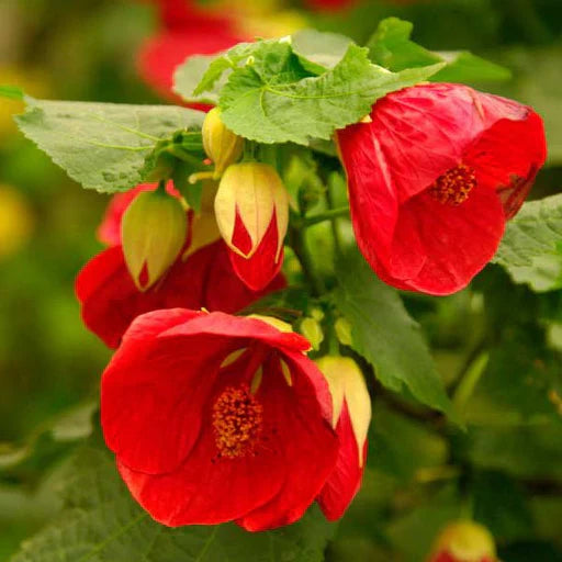 abutilon abutilon flower seeds