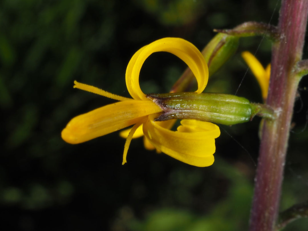 Heirloom Non-GMO Ligularia przewalskii Flower Seeds – Przewalski's Golden Ray Seeds for Moist, Shaded Gardens