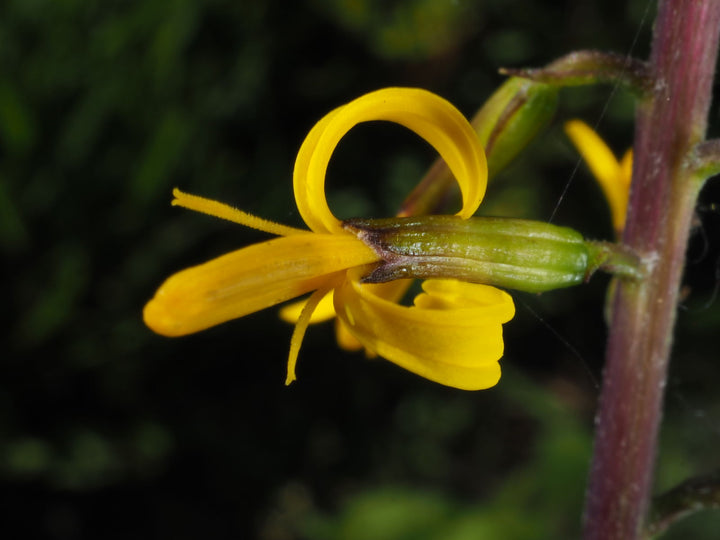 Heirloom Non-GMO Ligularia przewalskii Flower Seeds – Przewalski's Golden Ray Seeds for Moist, Shaded Gardens