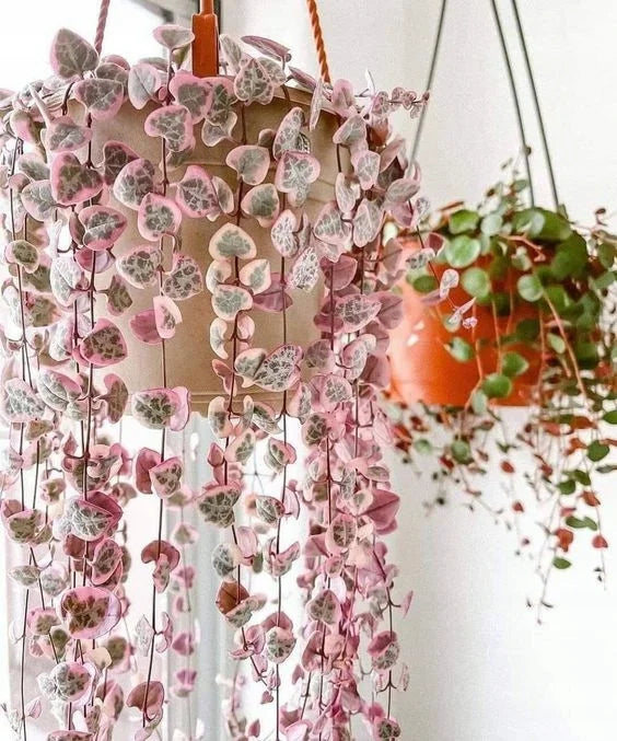 Ceropegia String of Hearts Pretty Pink Seeds for Planting - 100 pcs