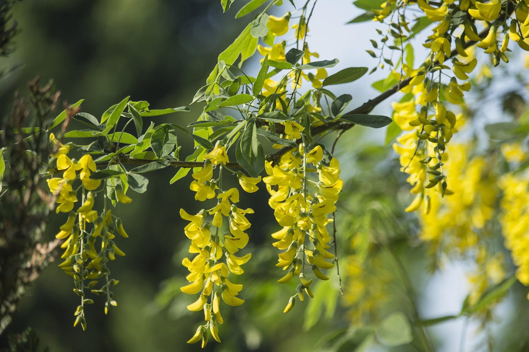 acacia flower flower seeds