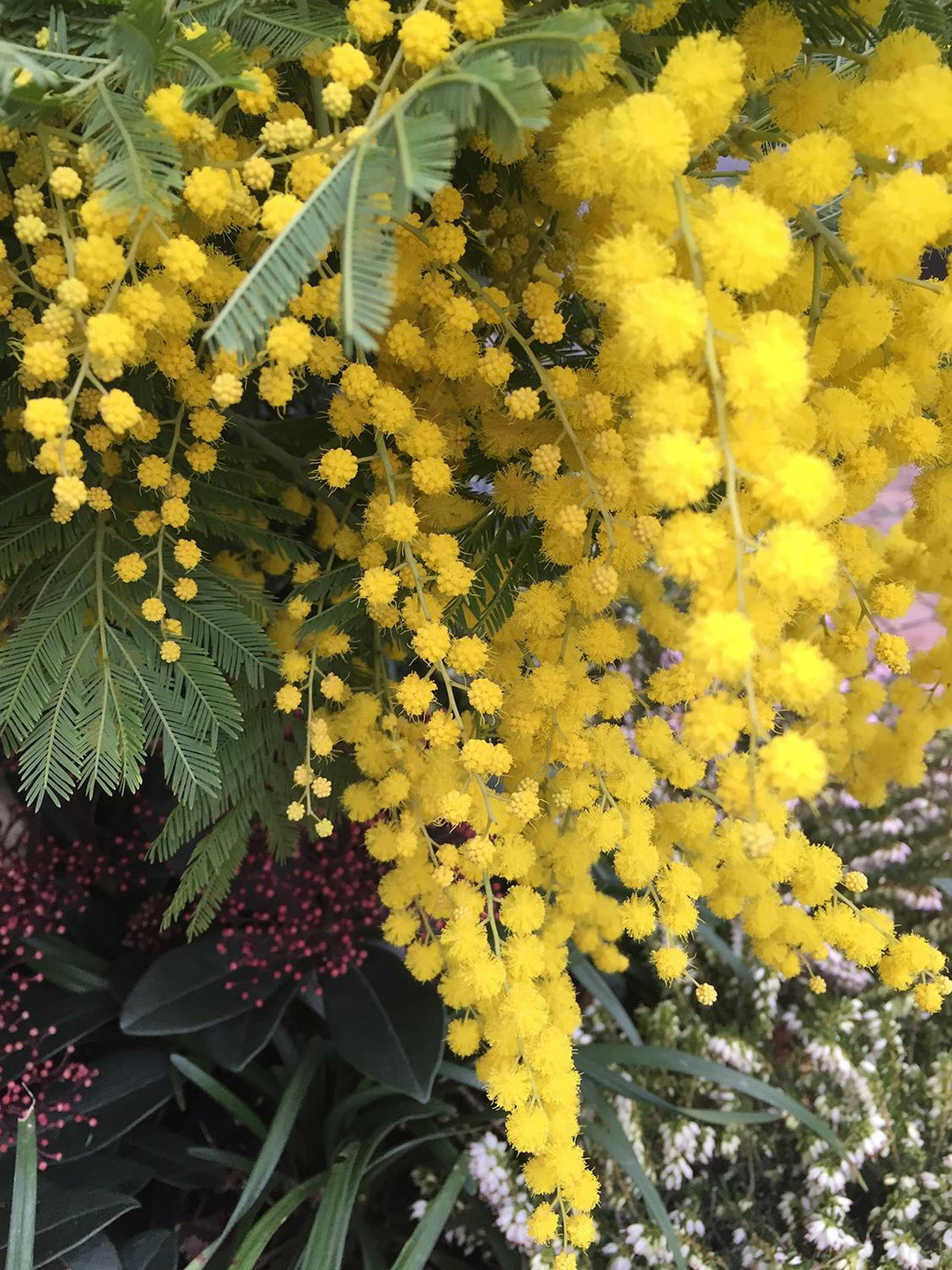 Heirloom Dealbata Mimosa Flower Seeds, Non-GMO Fragrant Yellow Blooms for Garden Planting