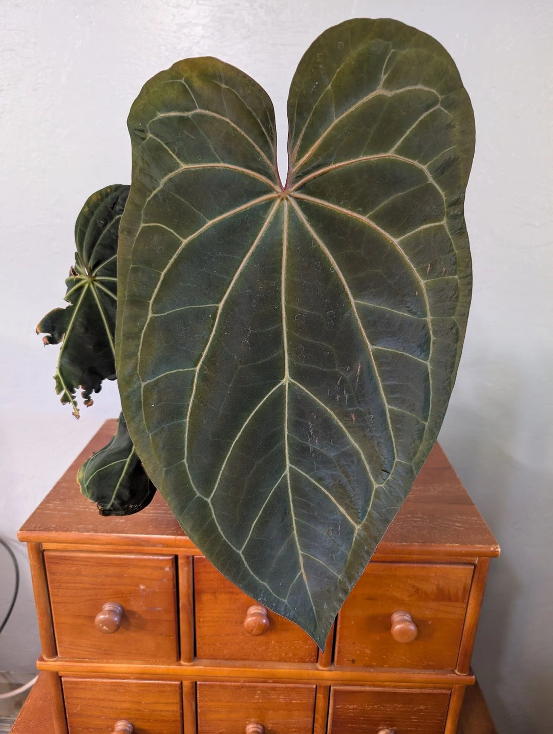 Anthurium ‘Ace of Spades’ Plant Seeds - Heirloom and Non-GMO Garden seeds  for planting