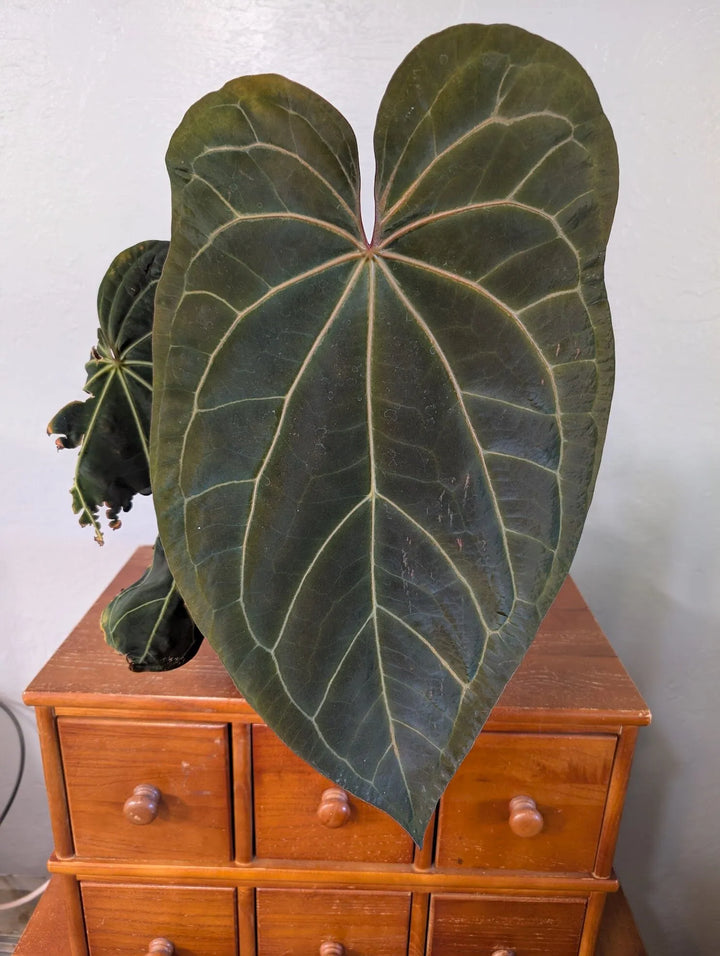 Anthurium ‘Ace of Spades’ Plant Seeds - Heirloom and Non-GMO Garden seeds  for planting