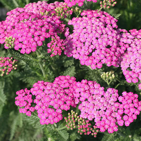 Heirloom Pink Yarrow Flower Seeds for Planting – Non-GMO, Vibrant Color Blooms