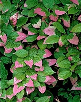 Actinidia Kolomikta Seeds