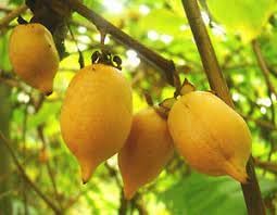 Actinidia Polygama Fruit Seeds for Cultivation