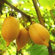 Actinidia Polygama Fruit Seeds for Cultivation