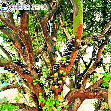Actinidia Polygama Jaboticaba Black Brazilian Grape Fruit Seeds for Planting