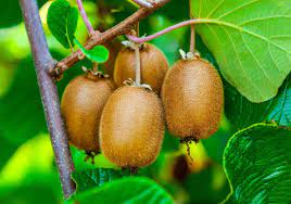 Actinidia Polygama Plant Seeds for Planting