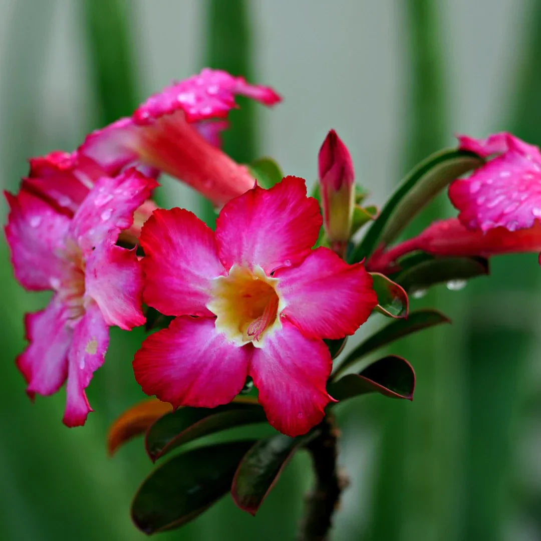 pink desert flower seeds