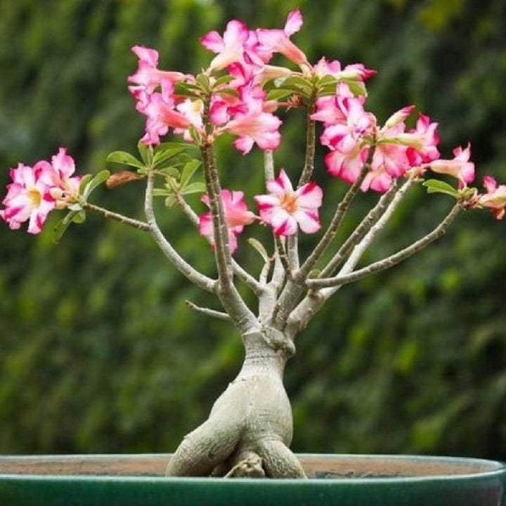 Pink White Adenium Flower Seeds for Planting - 100 pcs