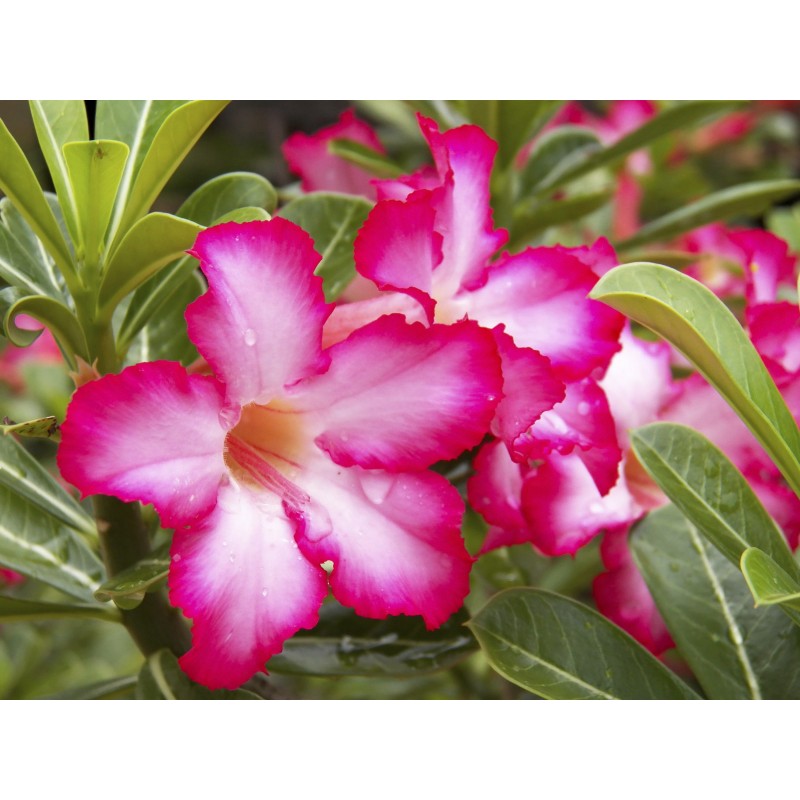 Dorset Adenium Flower Seeds – Heirloom Non-GMO Desert Rose Blooms for Unique Garden Planting