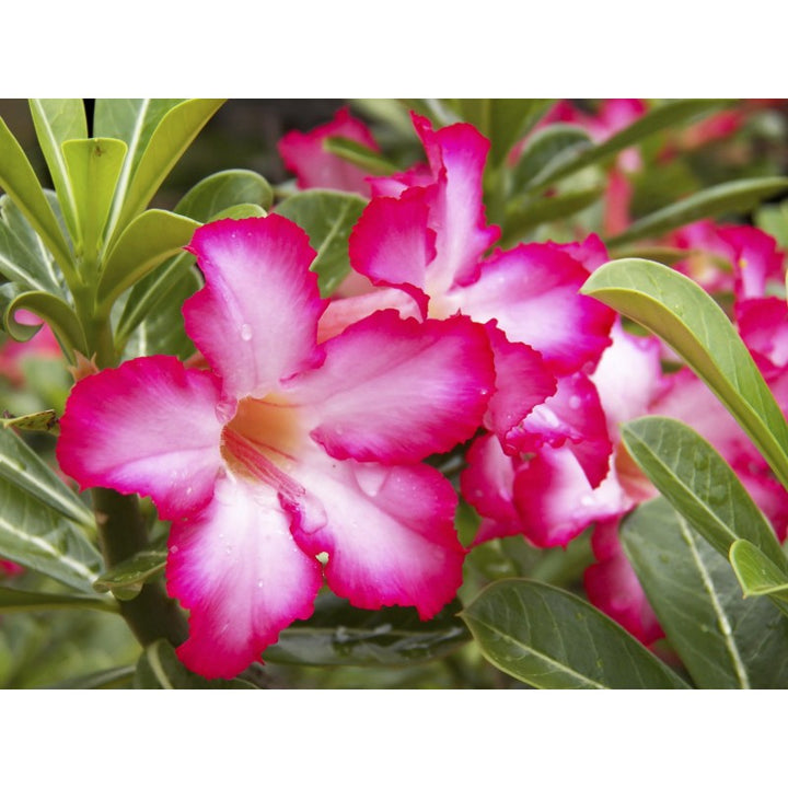 Dorset Adenium Flower Seeds – Heirloom Non-GMO Desert Rose Blooms for Unique Garden Planting
