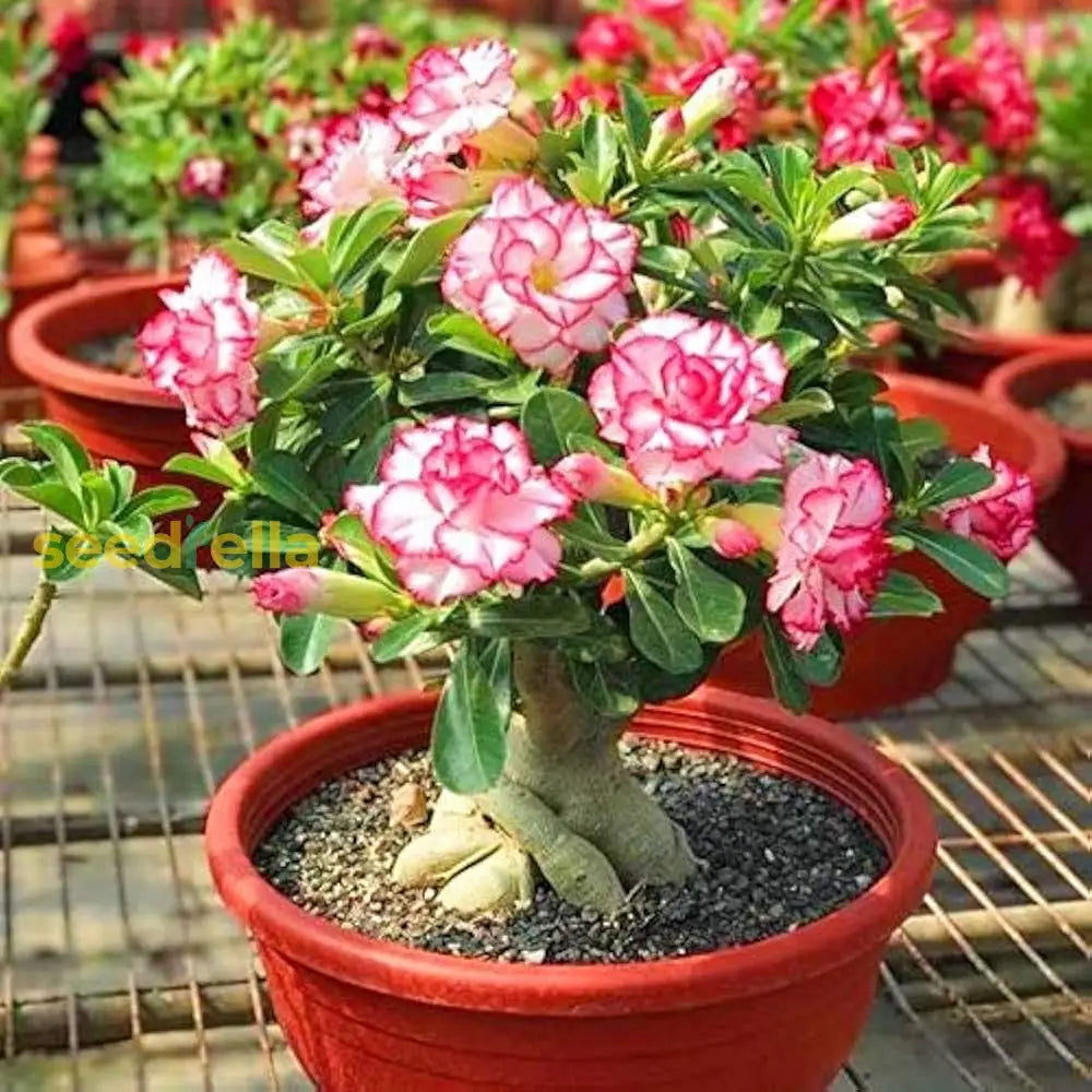 Pink White Adenium Flower Seeds for Planting - 100 pcs