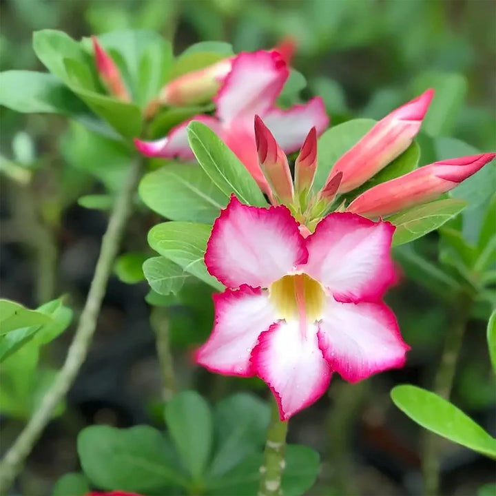 Dorset Adenium Flower Seeds – Heirloom Non-GMO Desert Rose Blooms for Unique Garden Planting