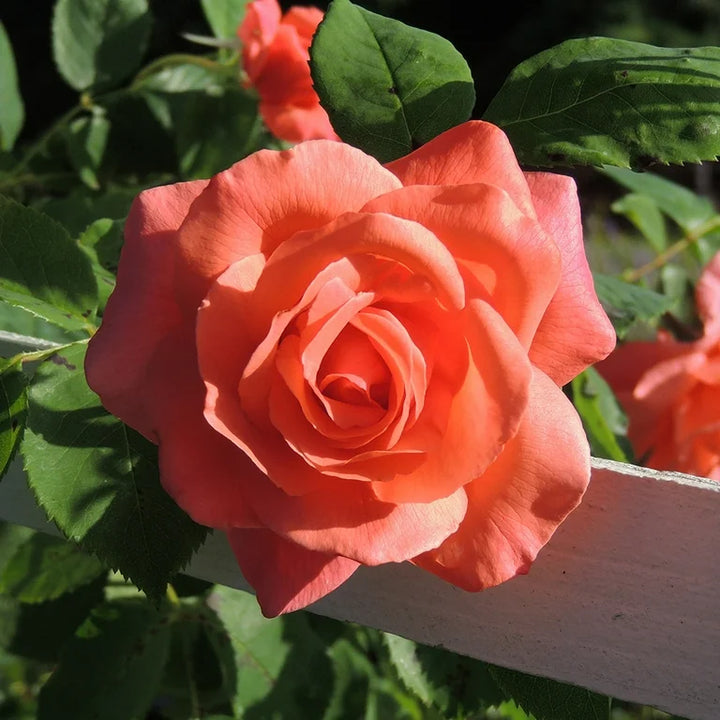 Climbing Rose Flower Seeds for Planting – 100 pcs, Heirloom, Non-GMO Garden Seeds