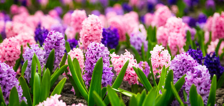 Heirloom Non-GMO Multi-Colored Hyacinth Flower Seeds for Planting – Fragrant Spring Blooms