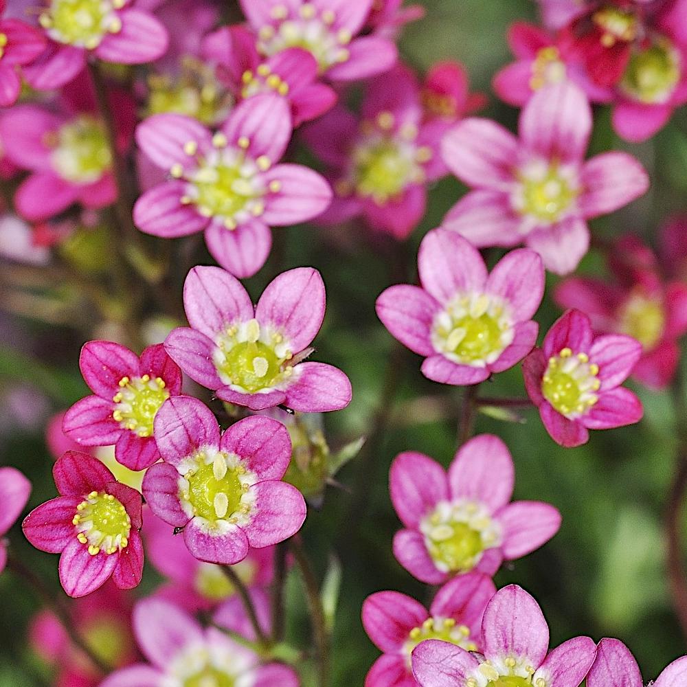 pink heirloom flower seeds