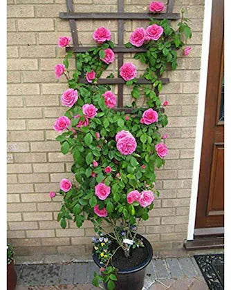 climbing roses from seeds Rose Pink Climbing Rose Flower Seeds for Planting – Heirloom, Non-GMO, – Neeraseeds