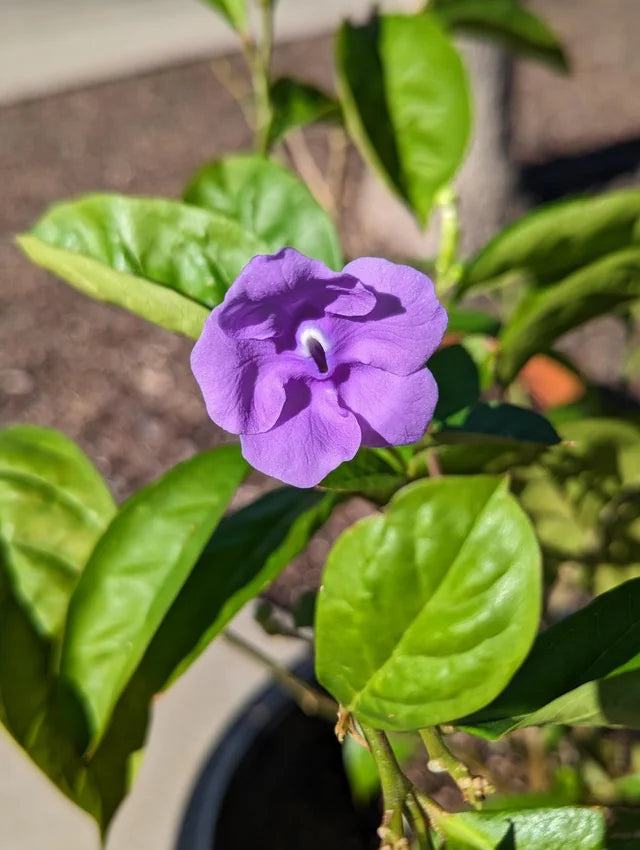 Lilla Brunfelsia Pauciflora blomsterfrø til plantning - 100 stk