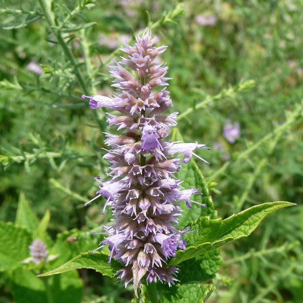 white hyssop flower seeds