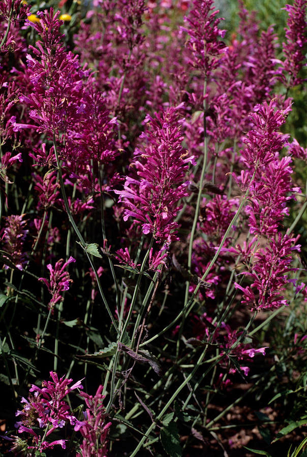 Agastache Cana Blomsterfrø til udplantning - 100 stk