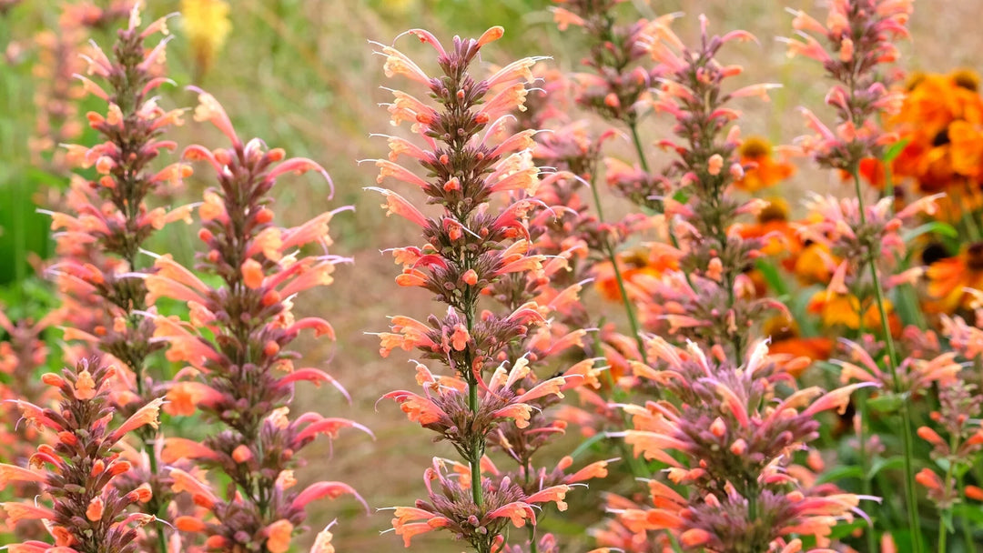 Agastache Arizona Sunset Flower Seeds for Planting ,Heirloom Seeds -100 pcs