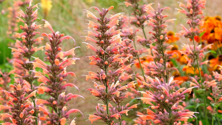 Agastache Arizona Sunset blomsterfrø til plantning, arvestykke frø -100 stk.