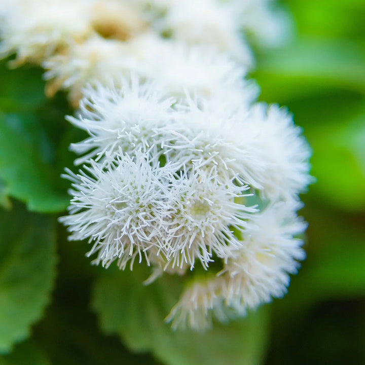 Ageratum Ball White Flower Seeds for Planting - Heirloom & Non-GMO garden seeds