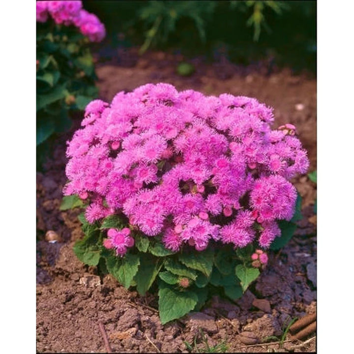 Ageratum Ball Pink Flower Seeds for Planting – Heirloom, Non-GMO, High Germination Organic Garden Seeds