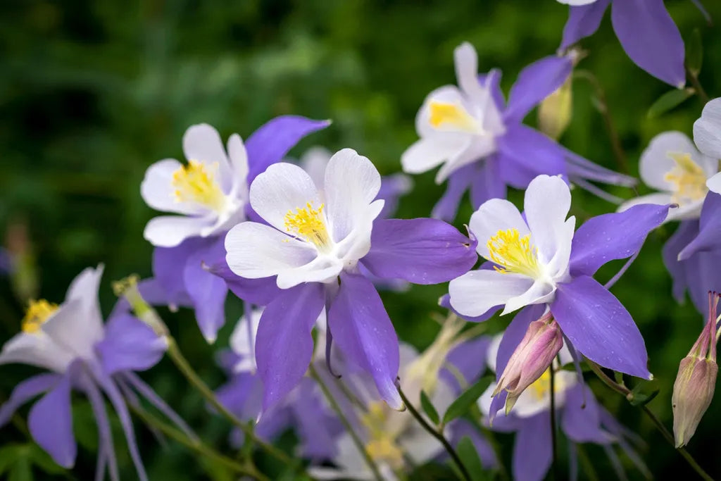 Aquilegia blomsterfrø til plantning, arvestykke, ikke-GMO, 100 stk.