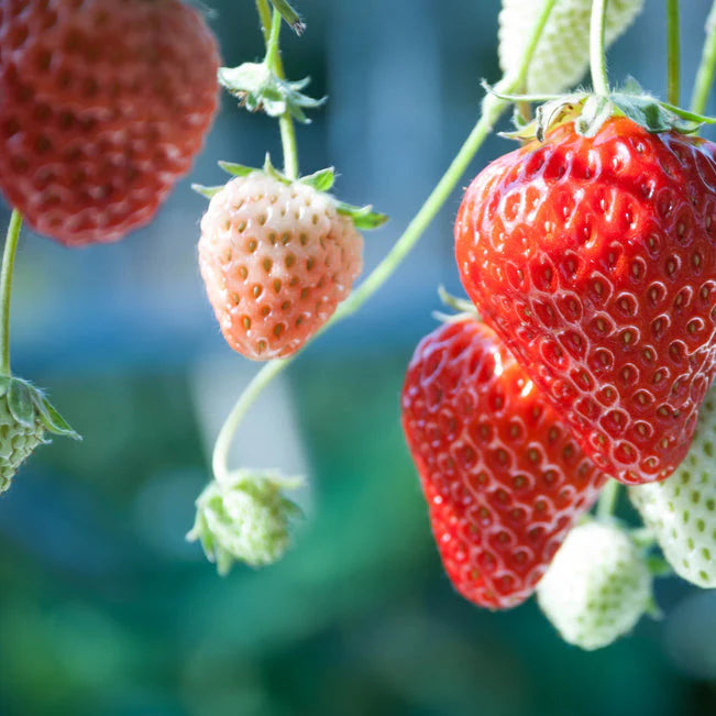 Strawberry Alexandria Fruit Seeds for planting - Beginner-Friendly and Delicious Garden Projects