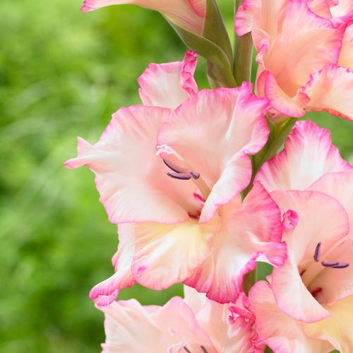 Hvid Pink Gladiolus Blomsterfrø 100 stk