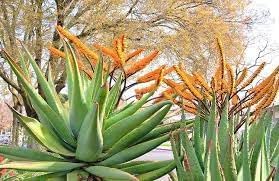Aloe Marlothii Plant Seeds