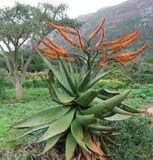 Aloe Marlothii Plant Seeds