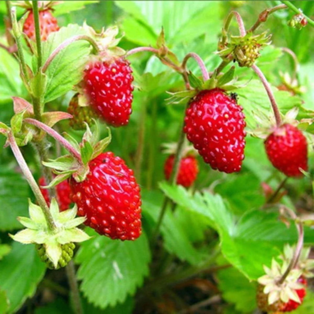 Strawberry Alexandria Fruit Seeds for planting - Beginner-Friendly and Delicious Garden Projects