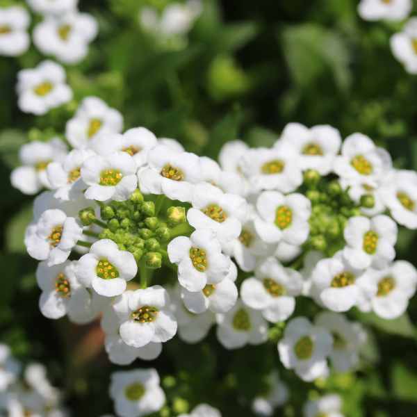 white sweet flower seeds