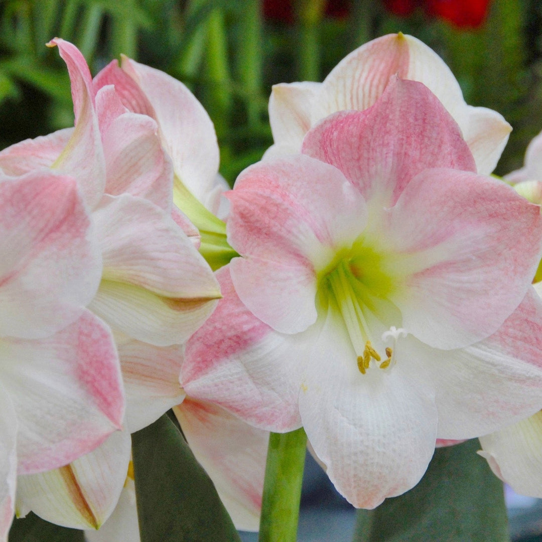 pink heirloom flower seeds