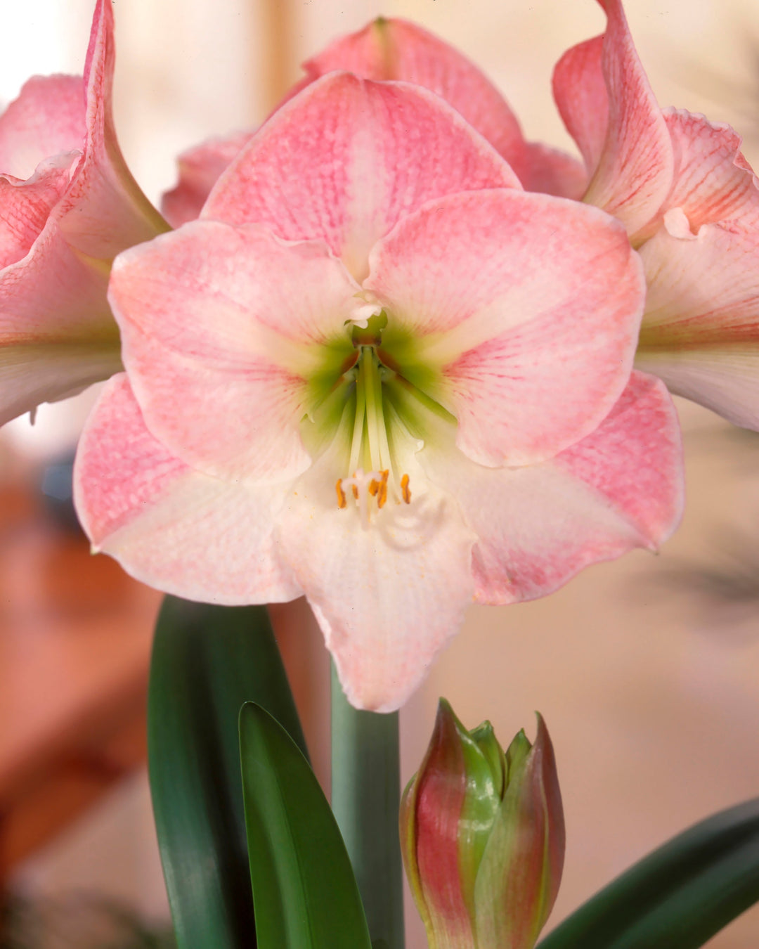 Heirloom Non-GMO Light Pink Hippeastrum Flower Seeds for Garden Planting – Elegant Amaryllis Variety
