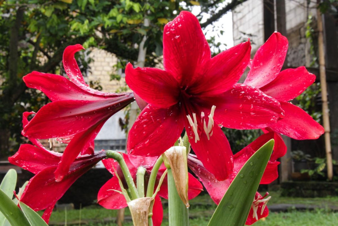 Heirloom Pink Amaryllis Flower Seeds for Planting - Non-GMO, High Germination Organic Large Blooming Garden Seeds