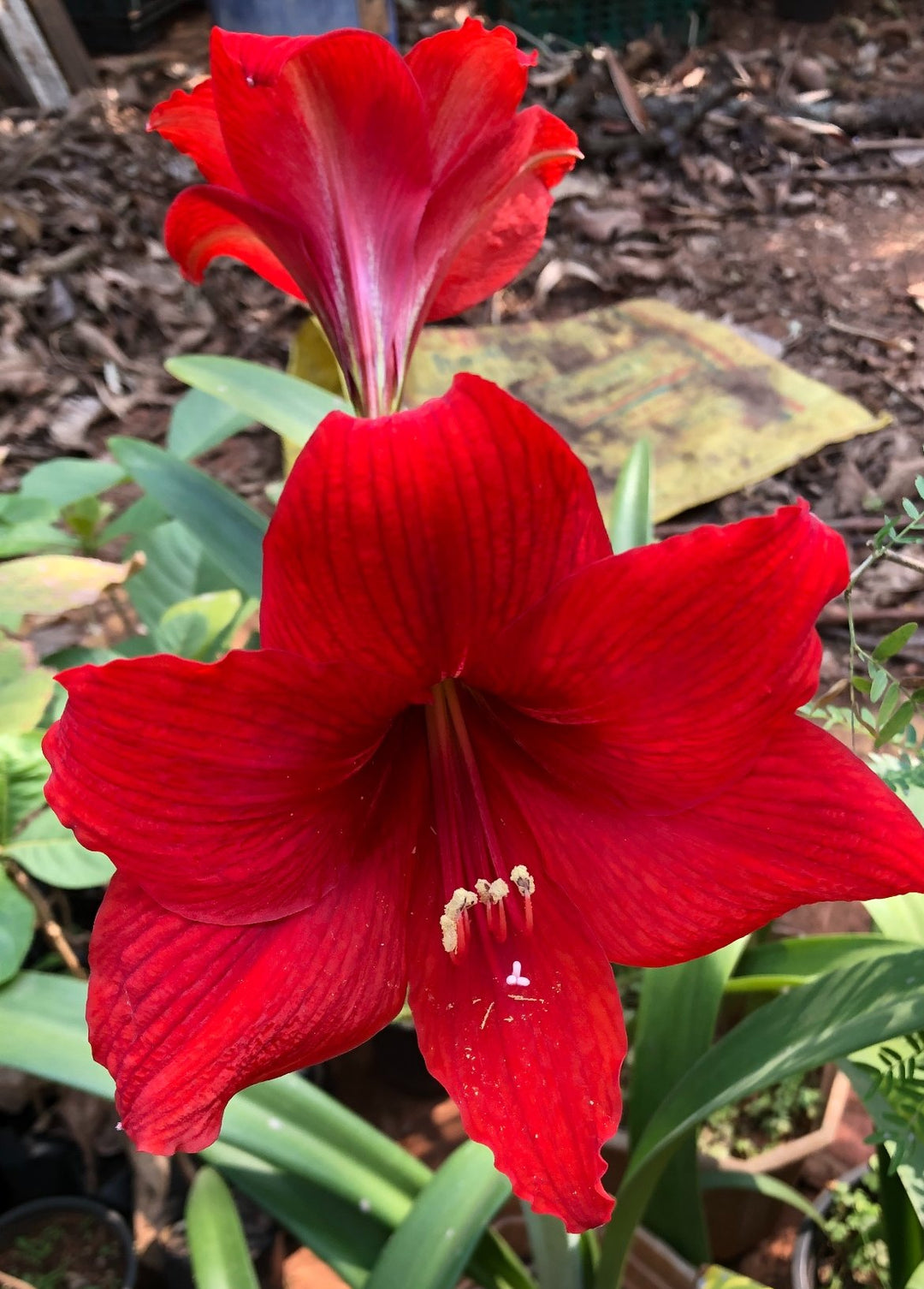 Petunia Flower Seeds for Planting Red 100 pcs