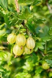 American Gooseberry Fruit Seeds (Ribes hirtellum)
