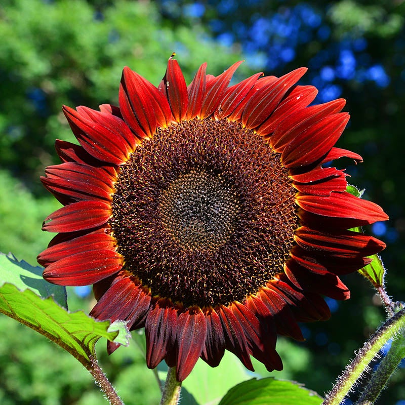red sunflower flower seeds